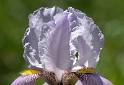 Blume D31_0689.jpg   26.04